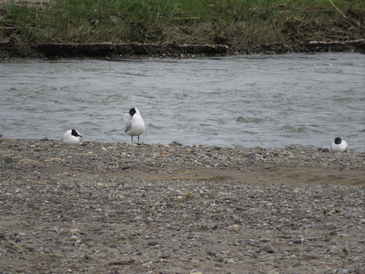 Mouette des Andes - ML647552479