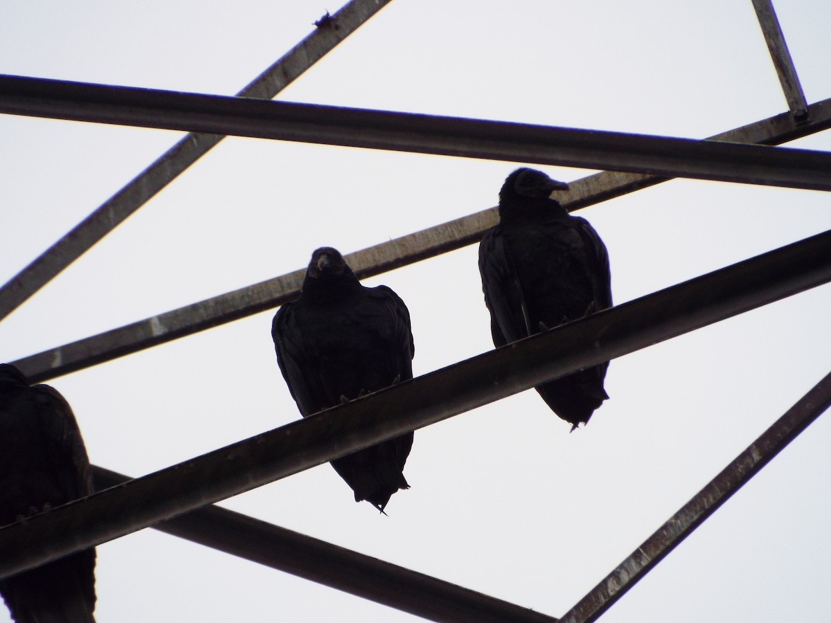 Black Vulture - ML647552480