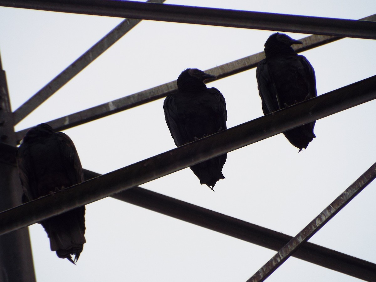 Black Vulture - ML647552481