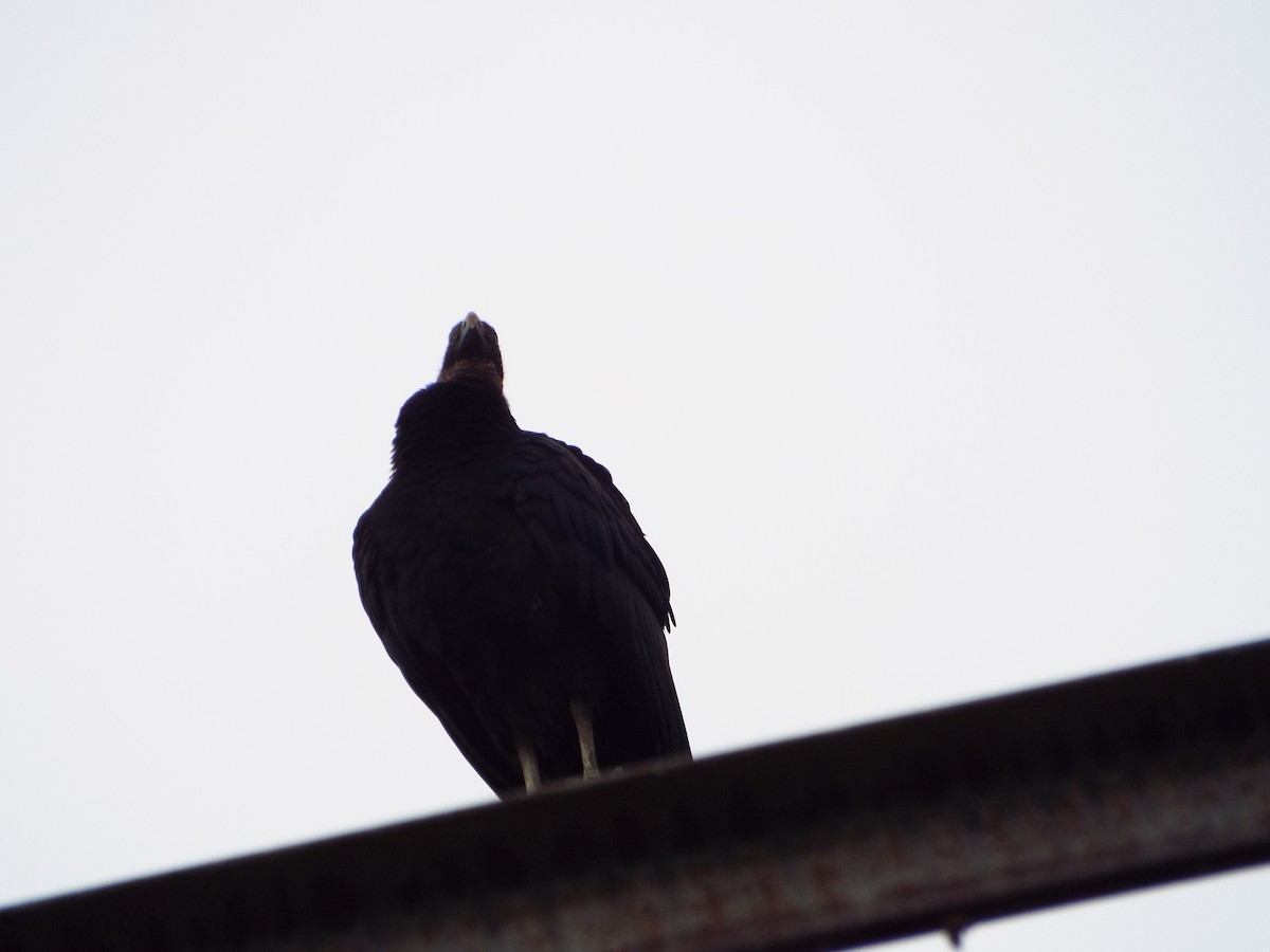 Turkey Vulture - ML647552488