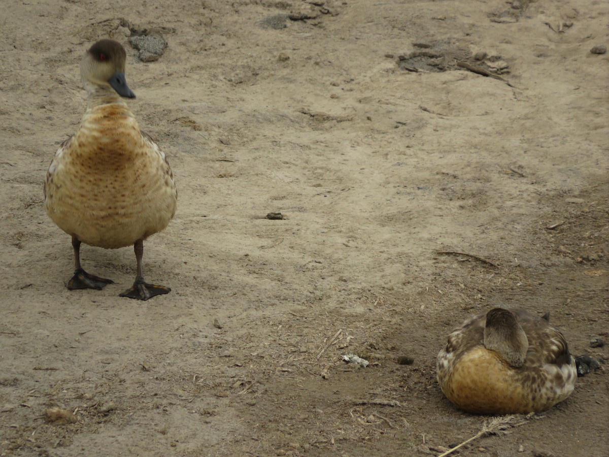 Crested Duck - ML647552503