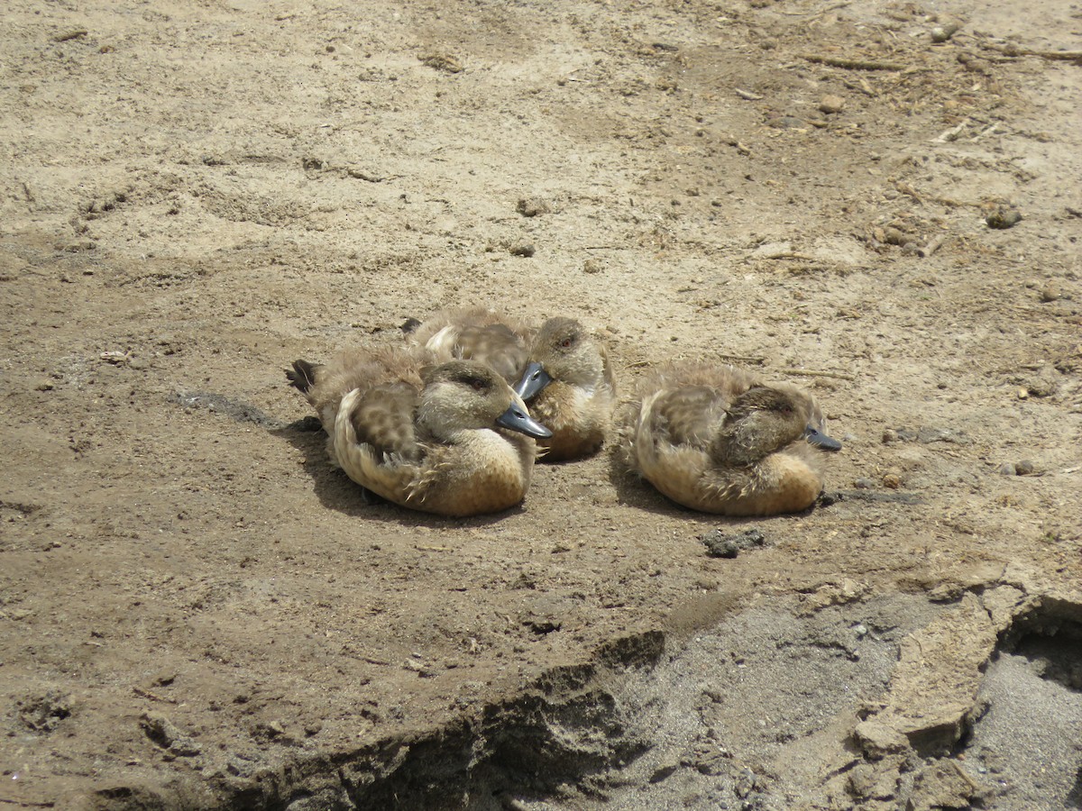 Crested Duck - ML647552504