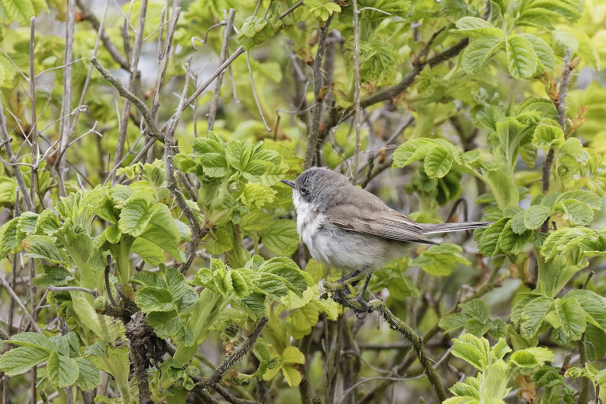 סבכי טוחנים (מערבי) - ML647552507