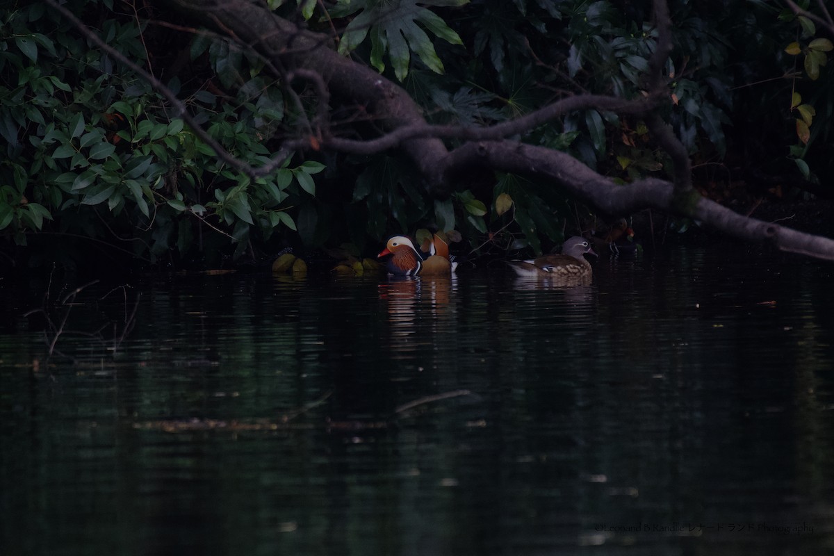 鴛鴦 - ML647552511