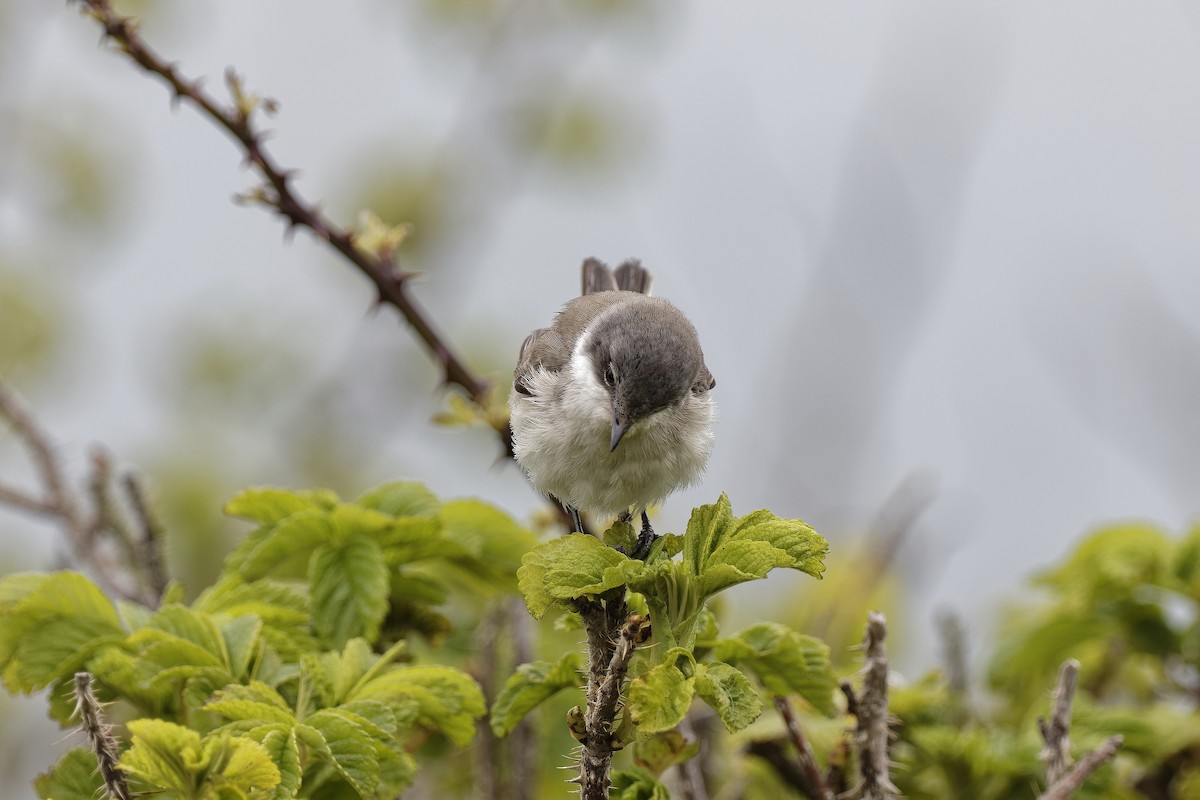 白喉林鶯(curruca/blythi) - ML647552512