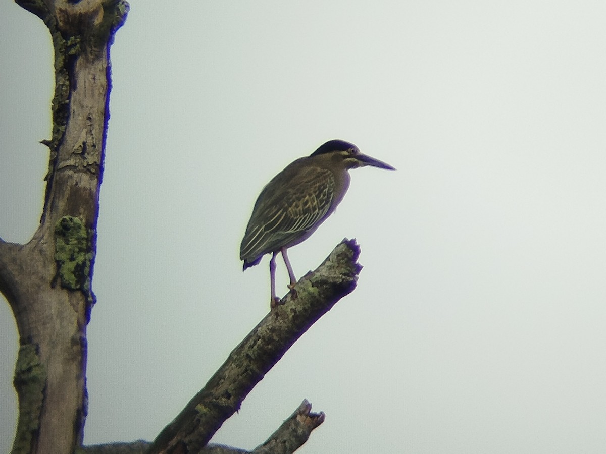 綠簑鷺 - ML647552514