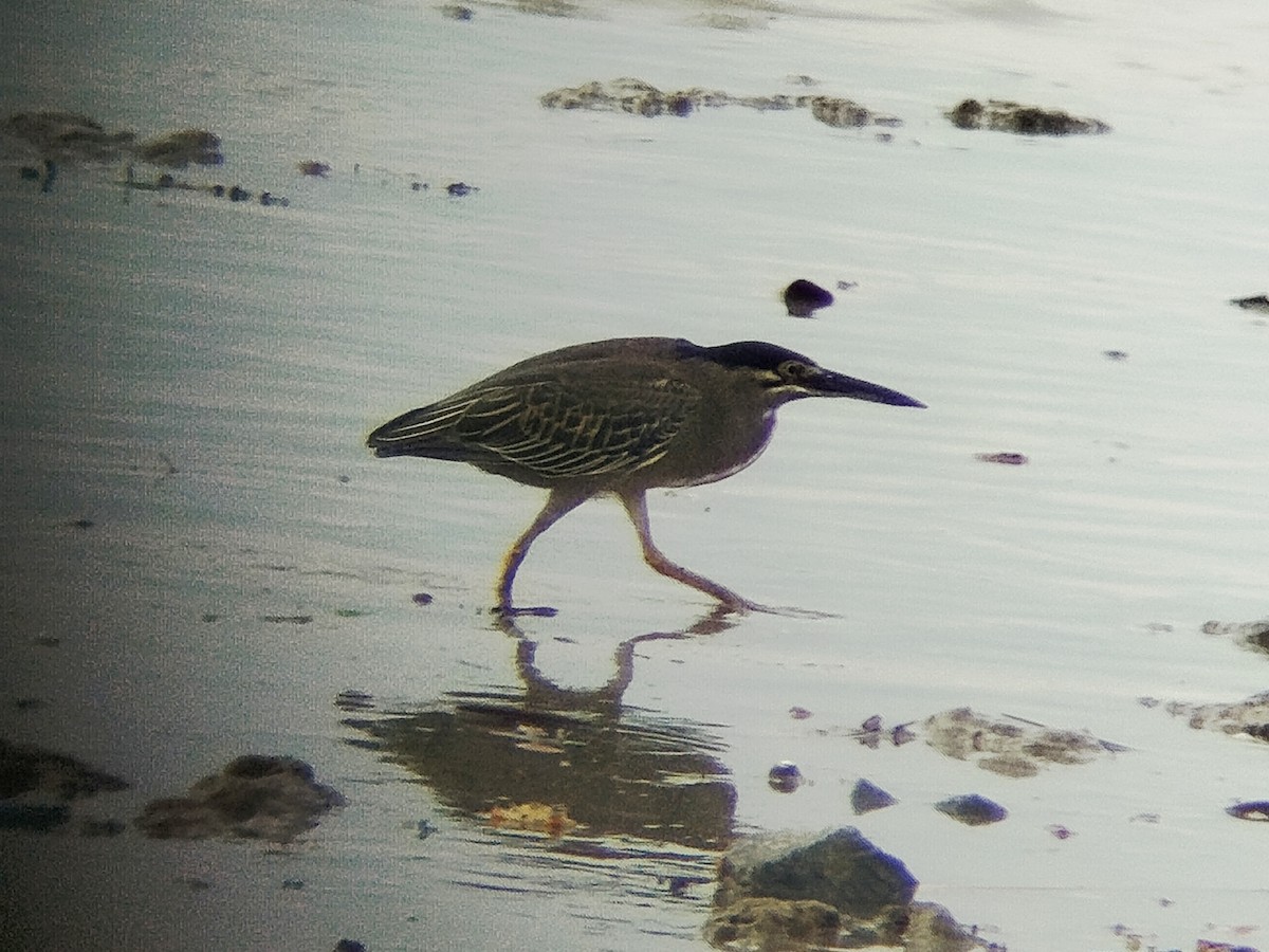 綠簑鷺 - ML647552515