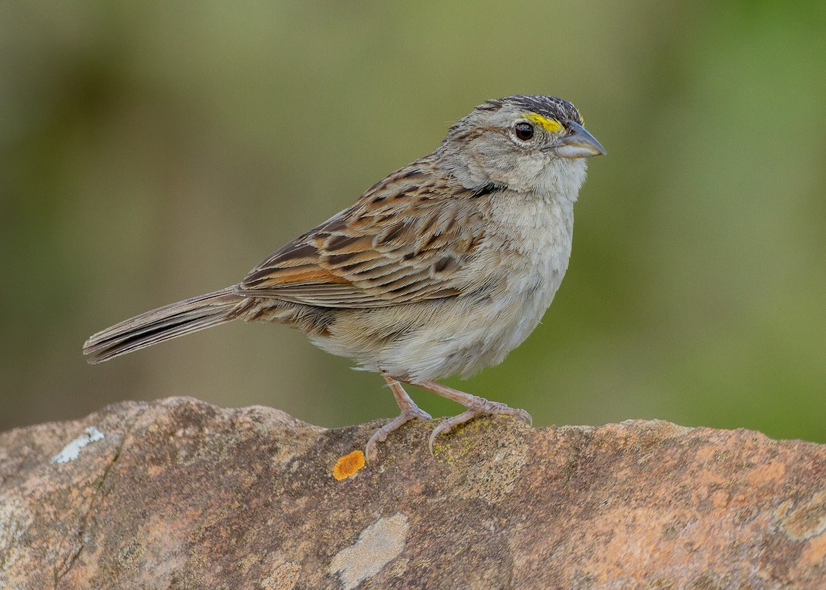 Grassland Sparrow - ML647552520