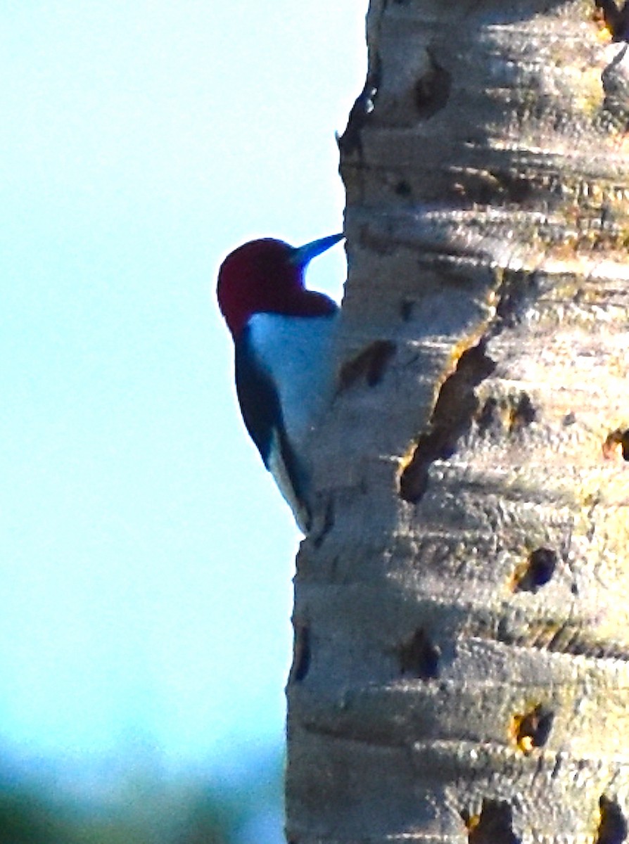 Red-headed Woodpecker - ML647552521