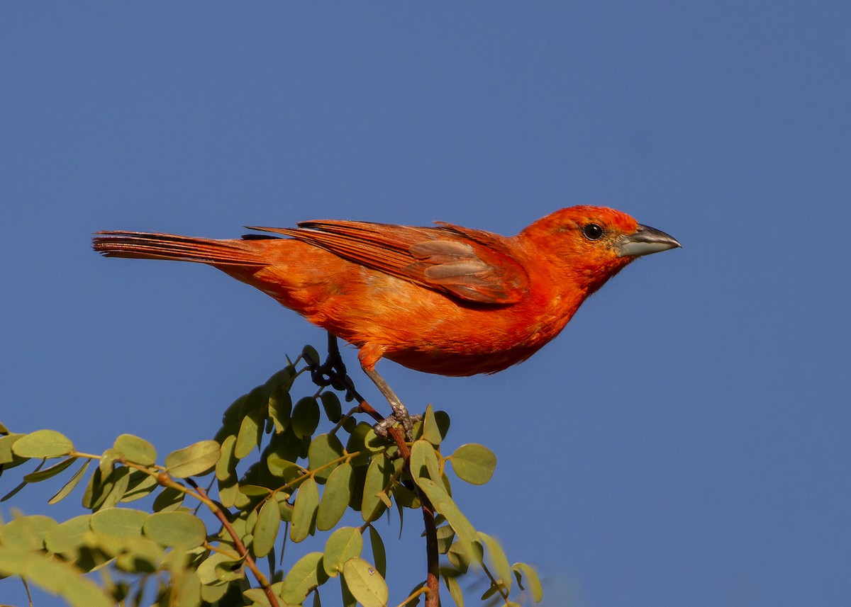 Hepatic Tanager (Lowland) - ML647552522