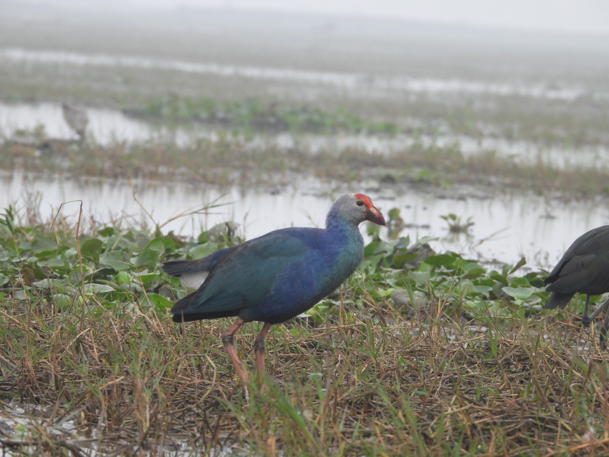 紅冠水雞 - ML647552523