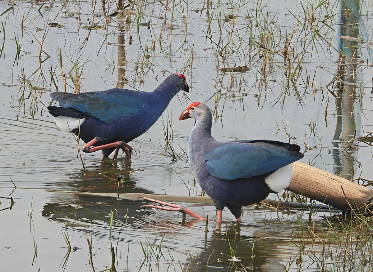 紅冠水雞 - ML647552524