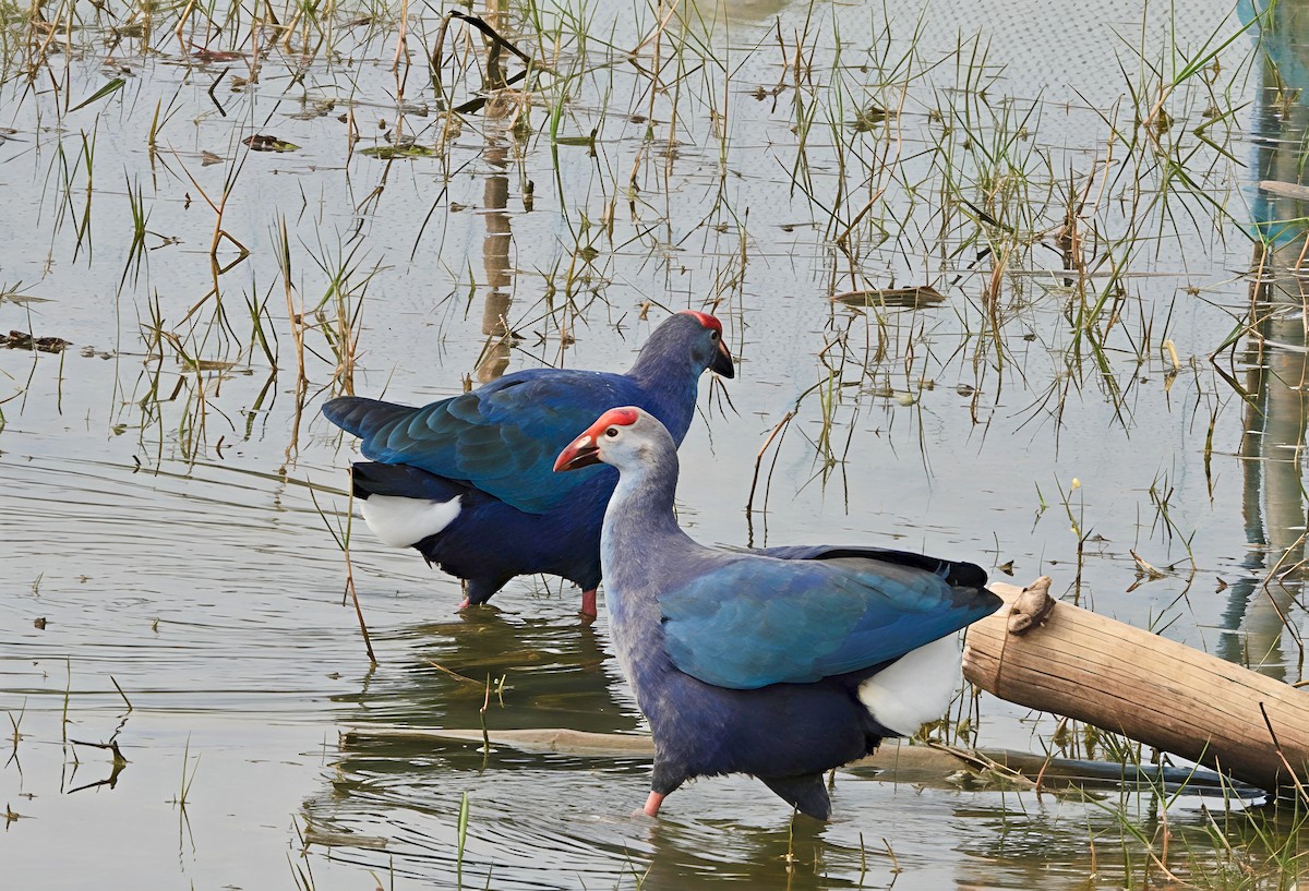 紅冠水雞 - ML647552525