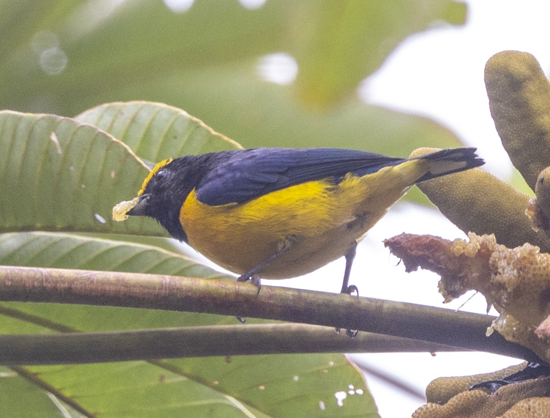 Orange-bellied Euphonia - ML647552526