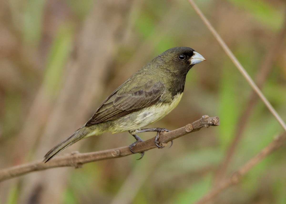Yellow-bellied Seedeater - ML647552527