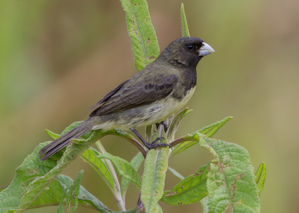 Yellow-bellied Seedeater - ML647552528