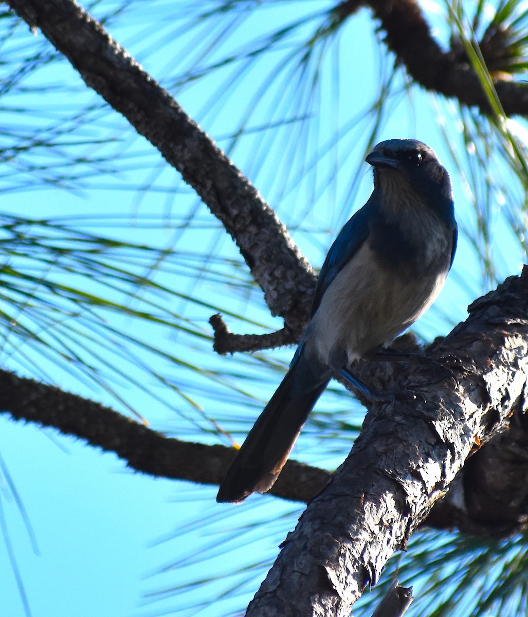 Florida Scrub-Jay - ML647552529