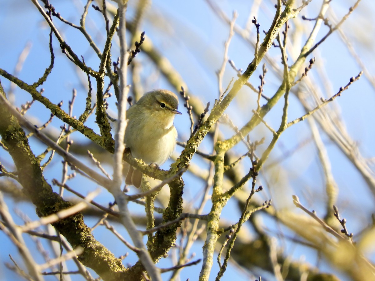 嘰喳柳鶯 - ML647552530