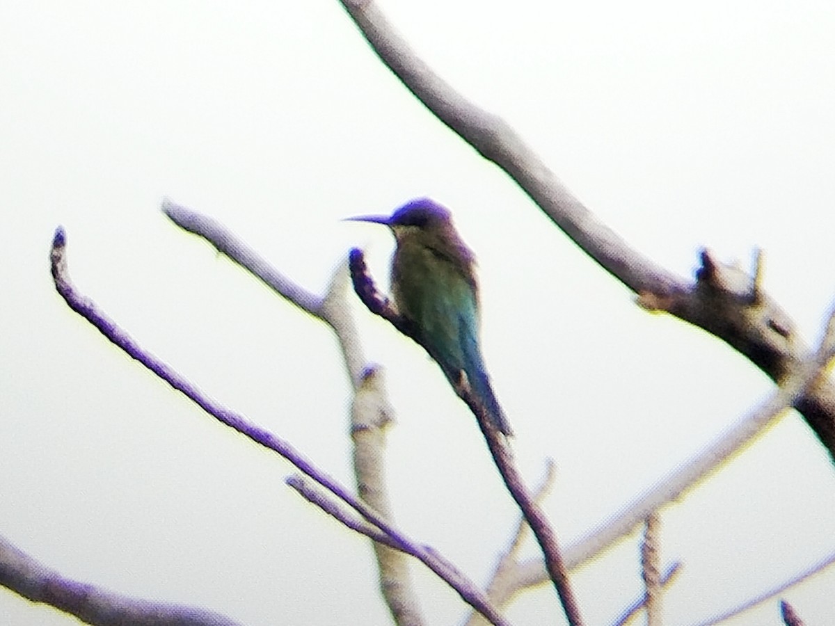 栗喉蜂虎 - ML647552542