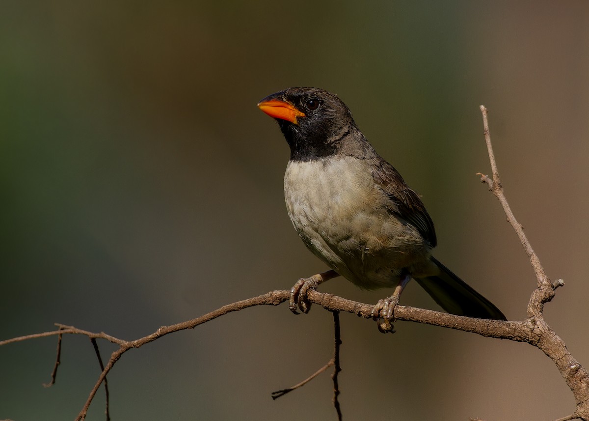 Black-throated Saltator - ML647552553