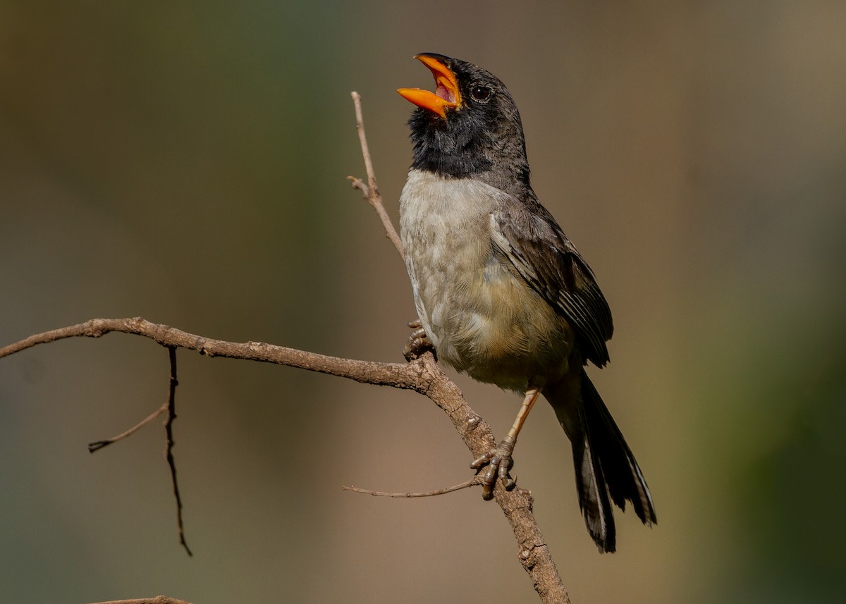Black-throated Saltator - ML647552554