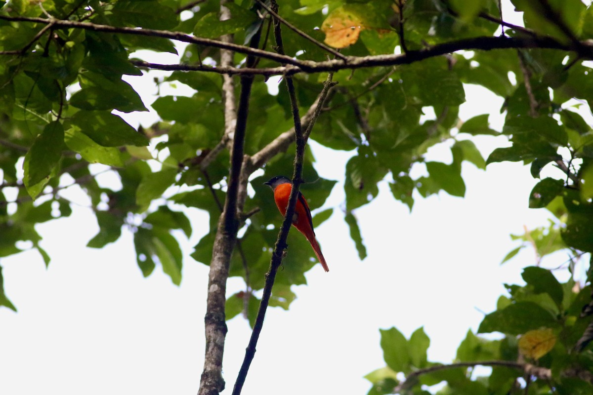 灰喉山椒鳥 - ML647552555