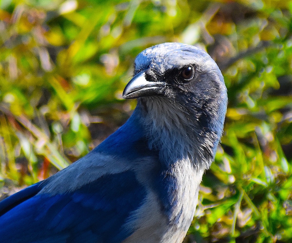 Florida Scrub-Jay - ML647552556