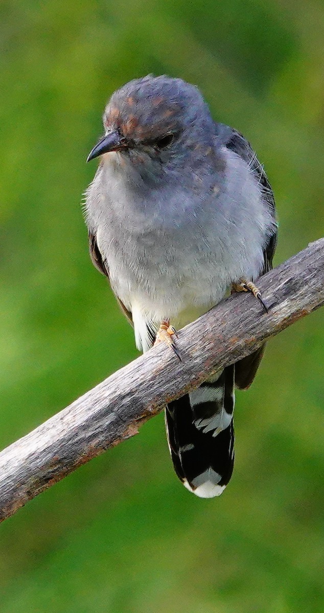 Воробьиная кукушка - ML647552557