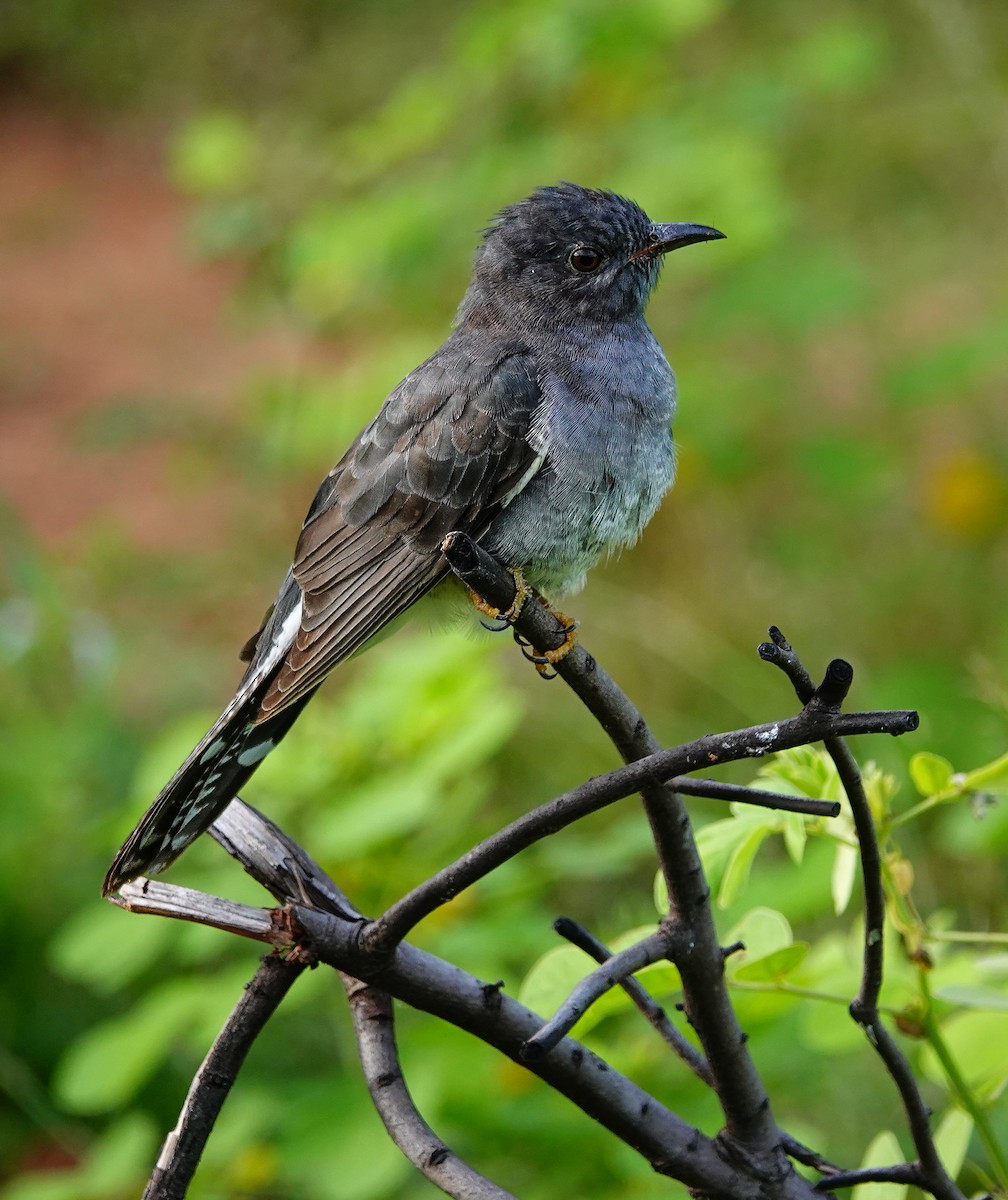 Воробьиная кукушка - ML647552559