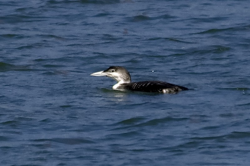 Common Loon - ML647552560