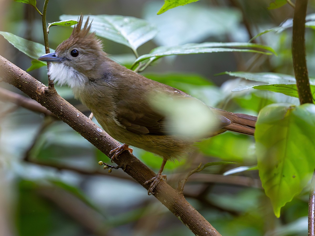 Ochraceous Bulbul - ML647552564