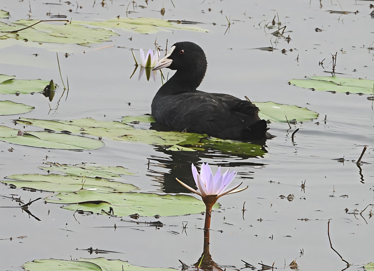 白冠雞 - ML647552565