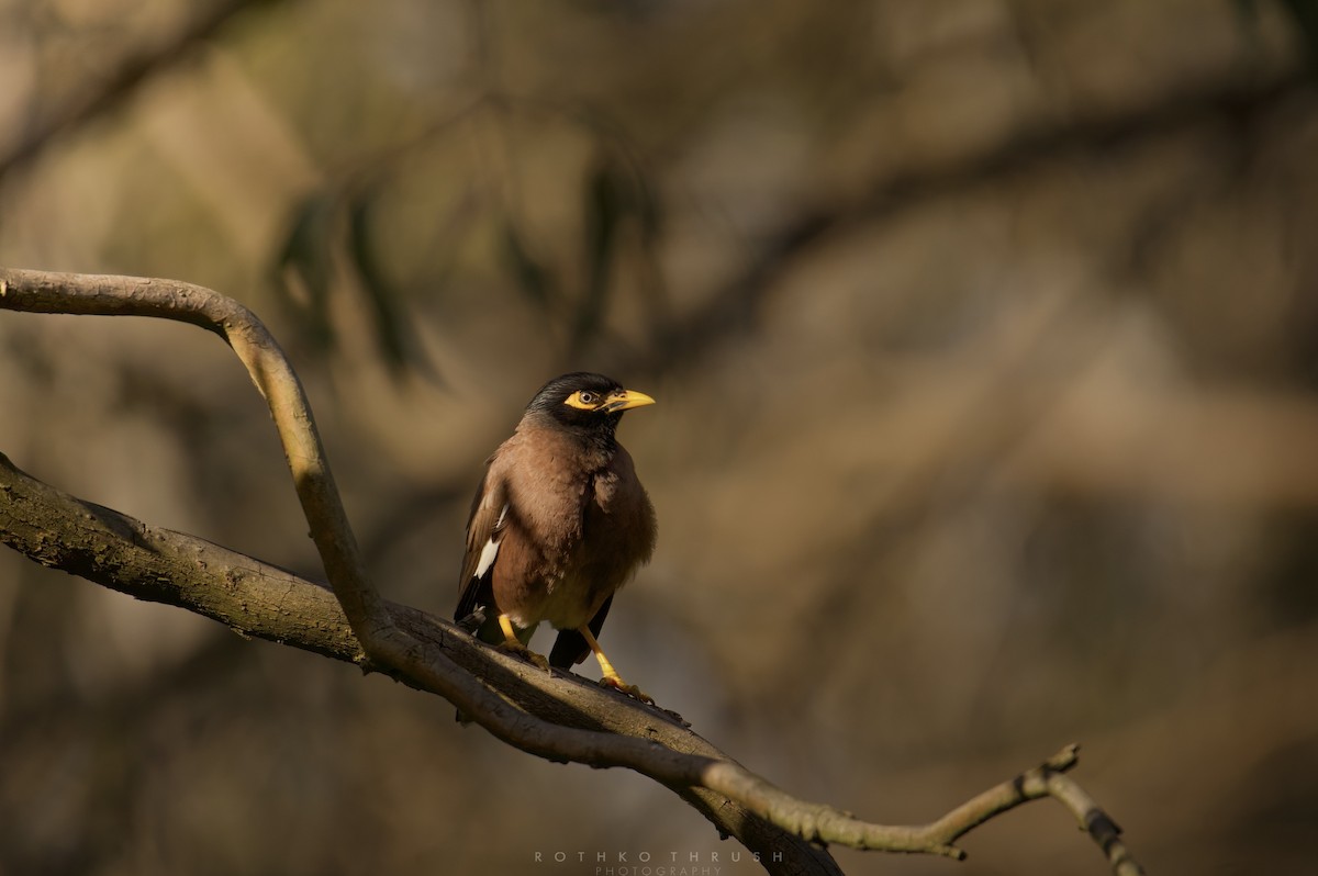 家八哥 - ML647552566