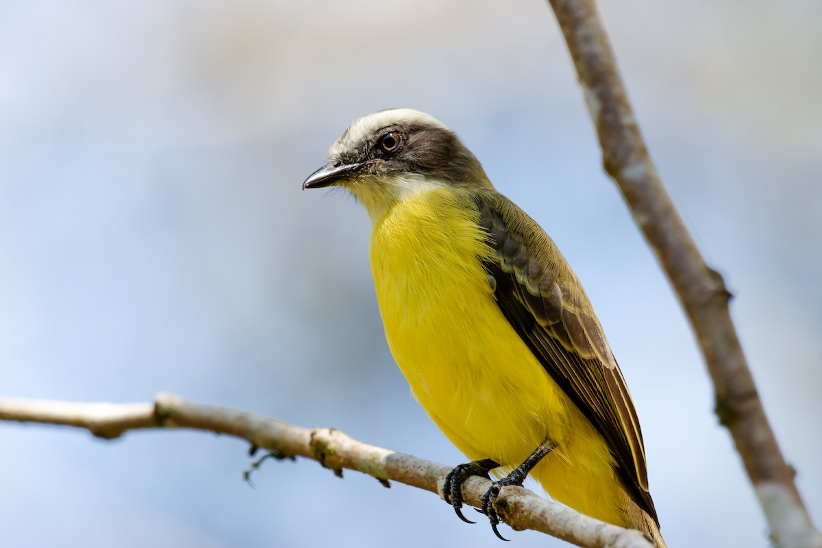Social Flycatcher - ML647552567