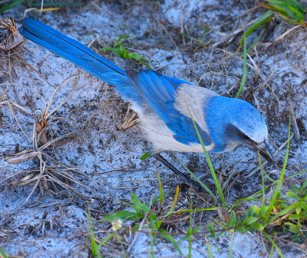 Florida Scrub-Jay - ML647552569