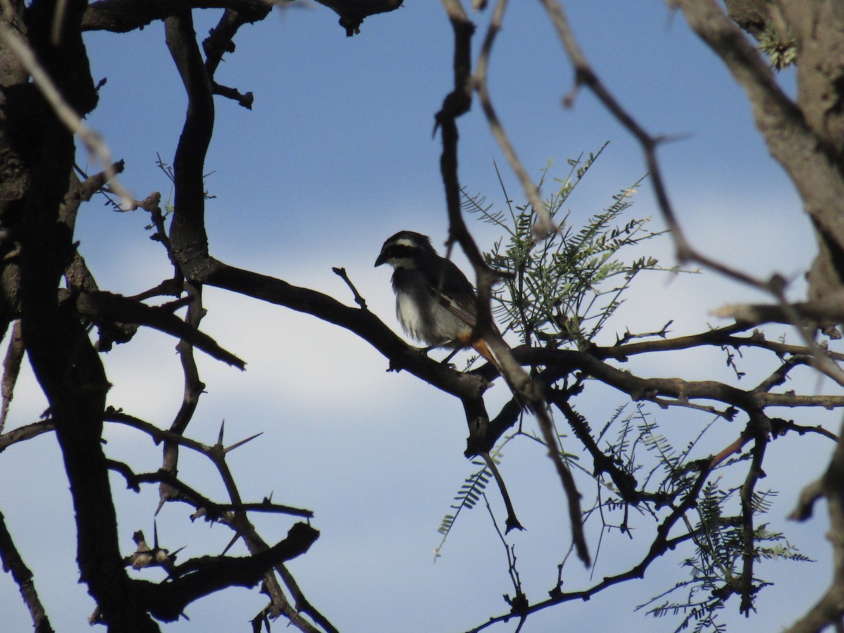 Ringed Warbling Finch - ML647552577