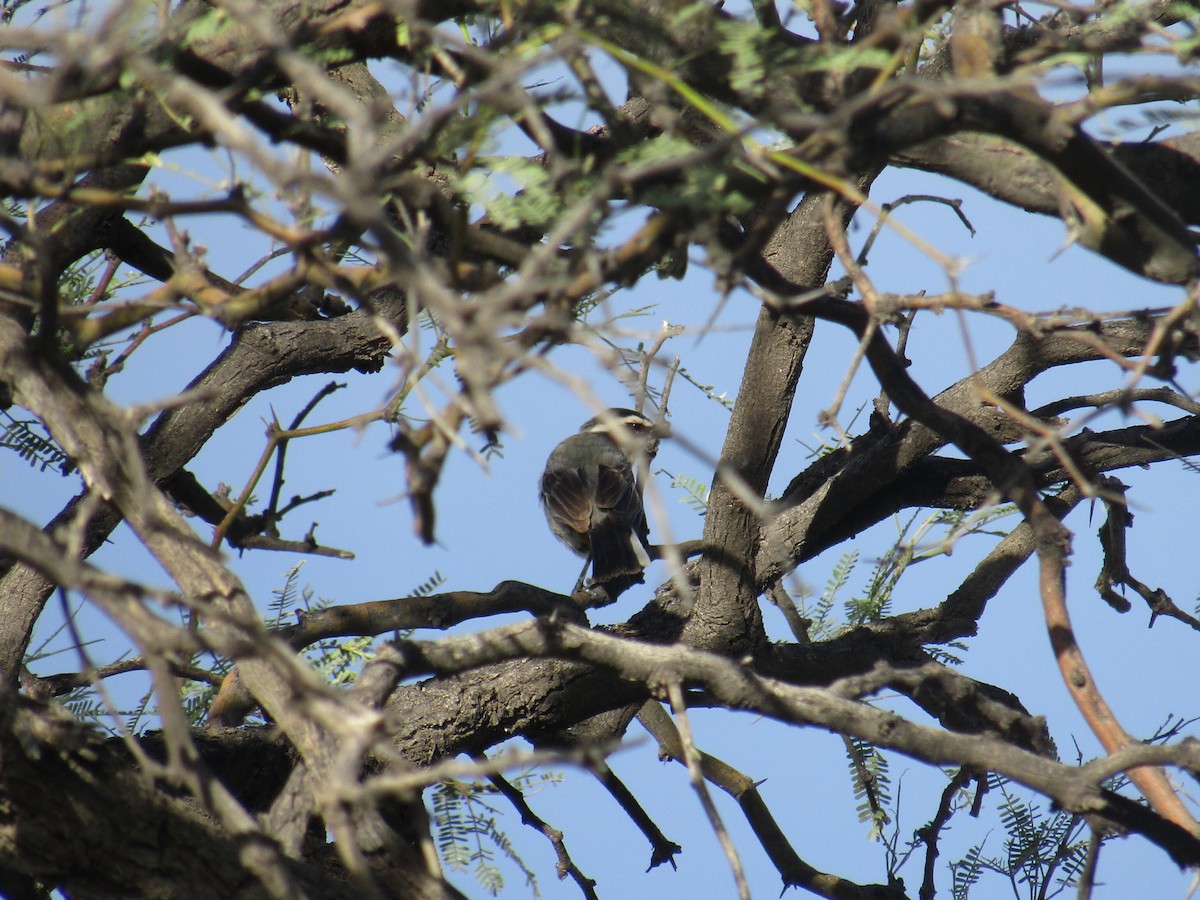 Ringed Warbling Finch - ML647552578