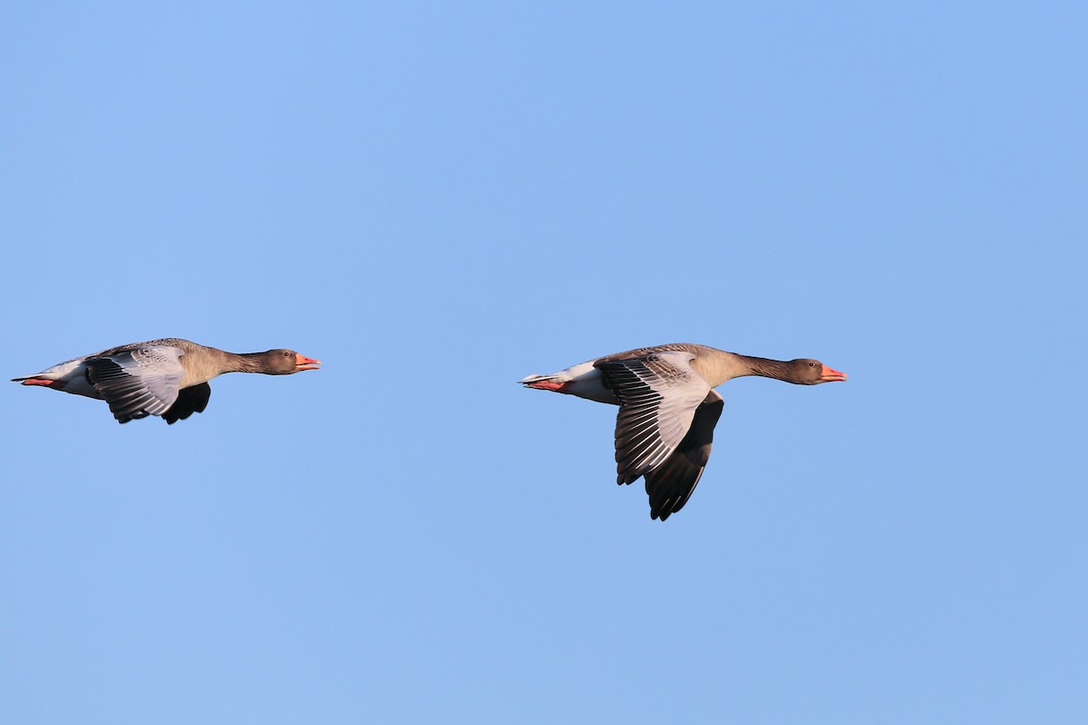 ハイイロガン - ML647552616