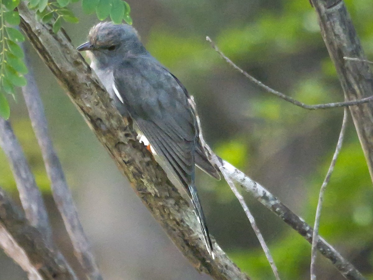 Воробьиная кукушка - ML647552618