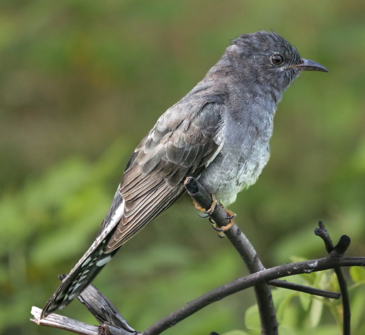 Воробьиная кукушка - ML647552619