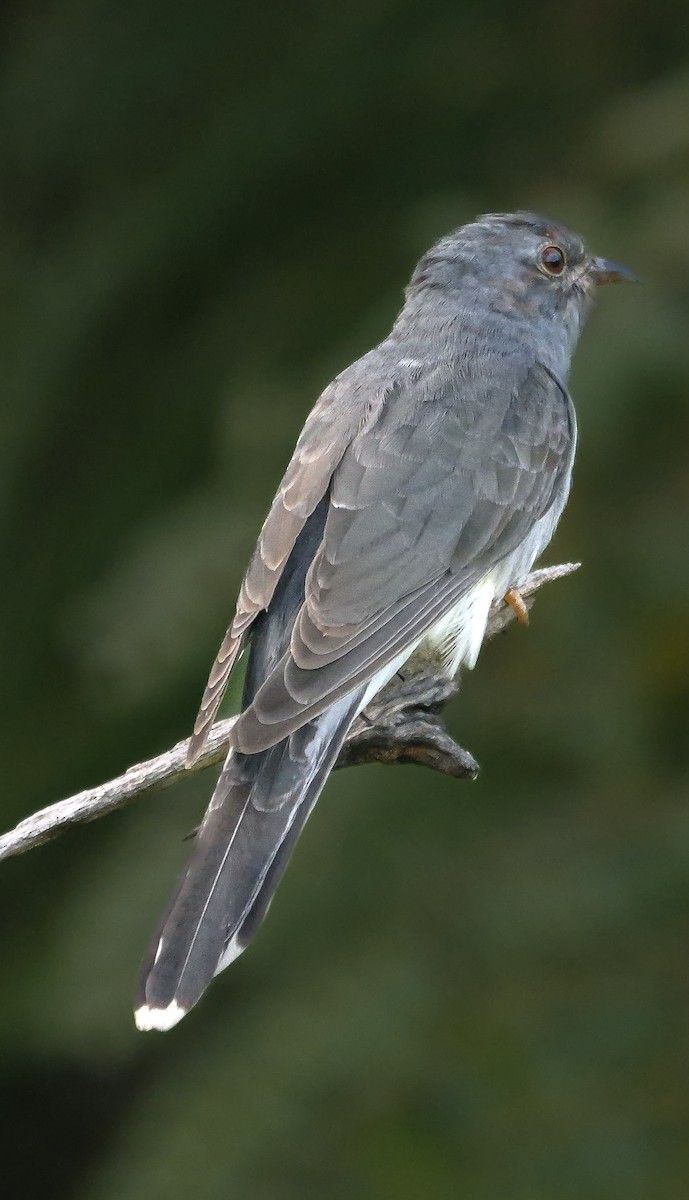 Воробьиная кукушка - ML647552620