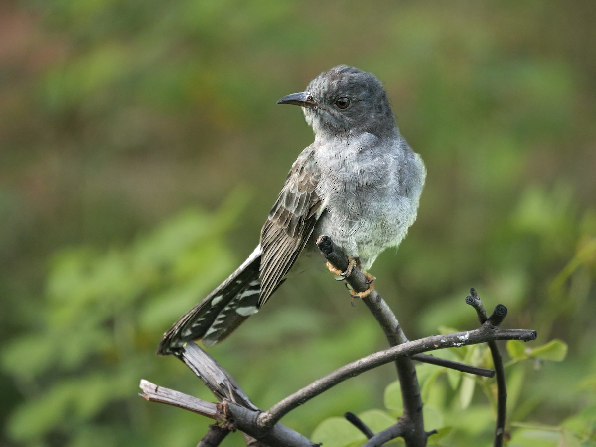 Воробьиная кукушка - ML647552621