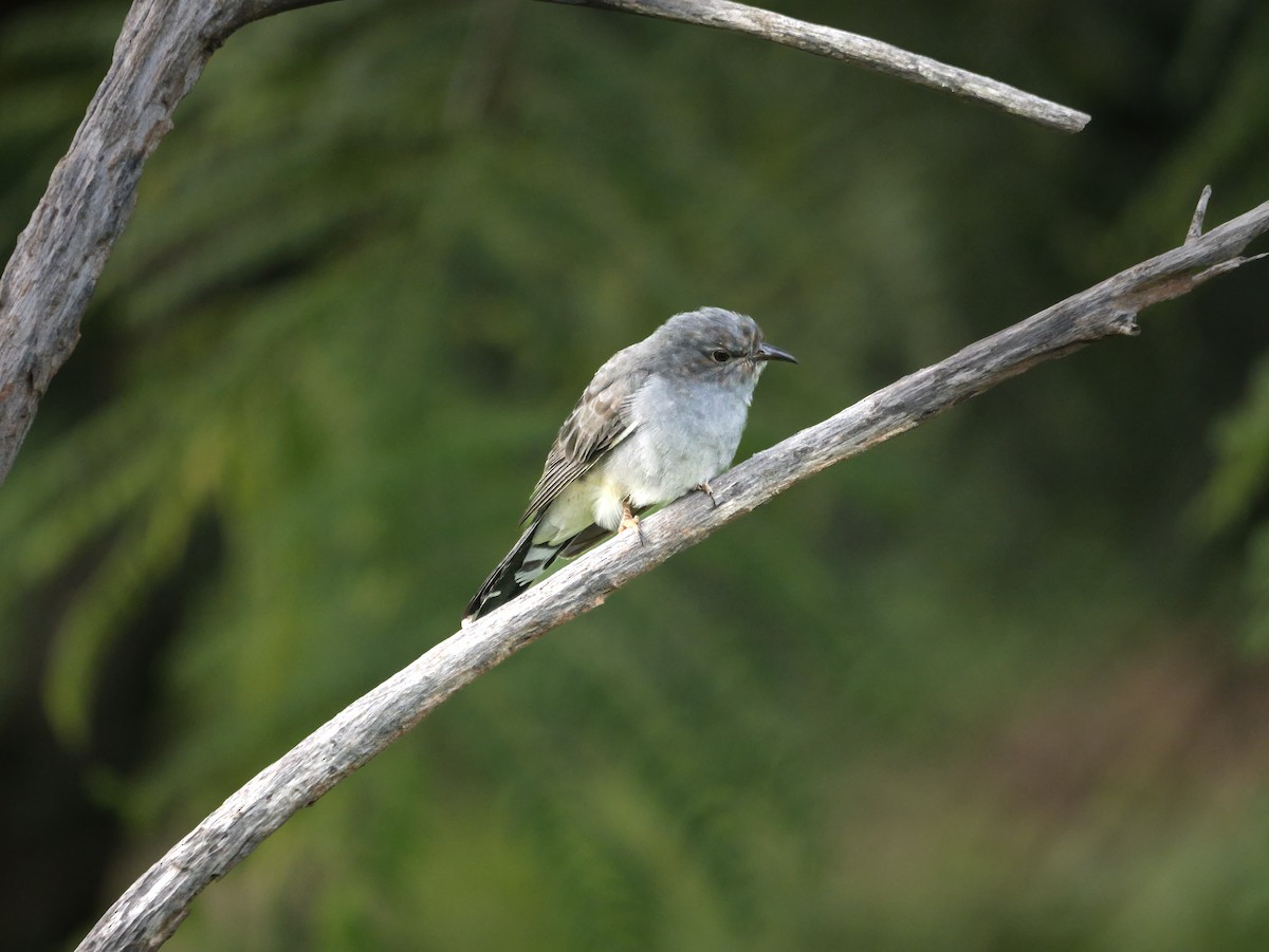 Воробьиная кукушка - ML647552622