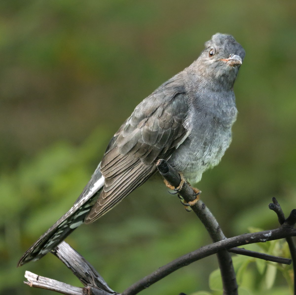 Воробьиная кукушка - ML647552623