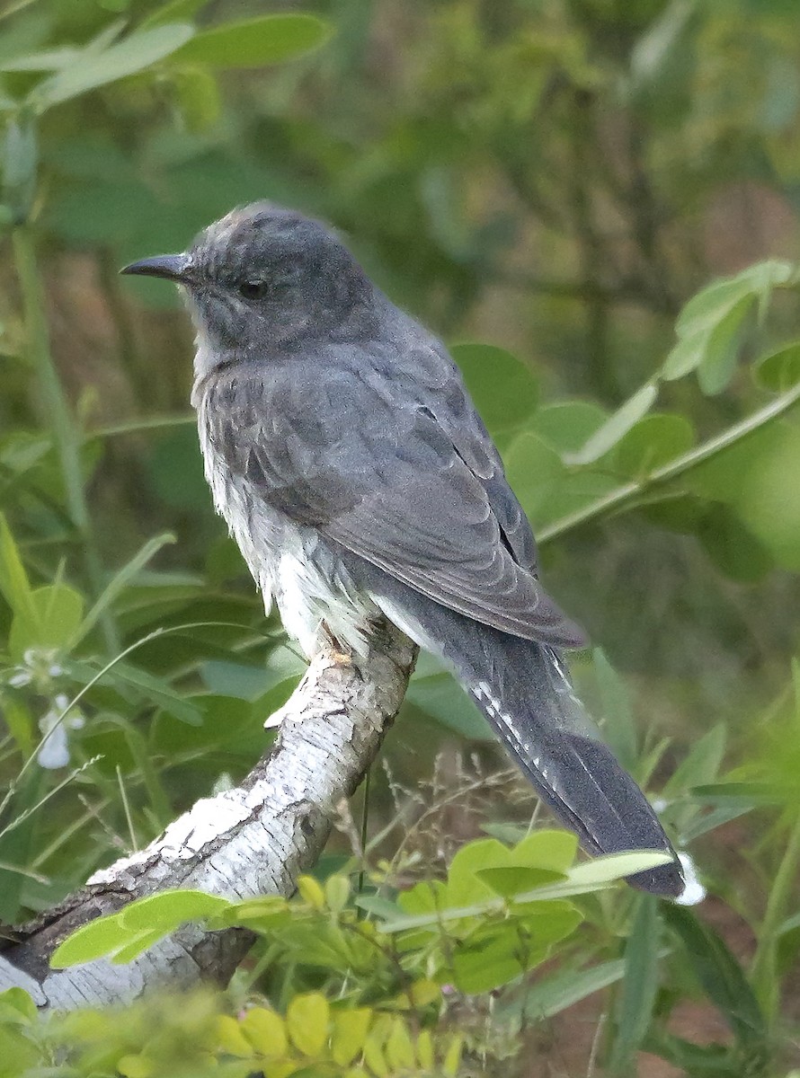 Воробьиная кукушка - ML647552624