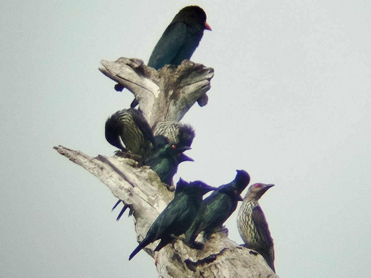 Шпак-малюк філіпінський - ML647552634