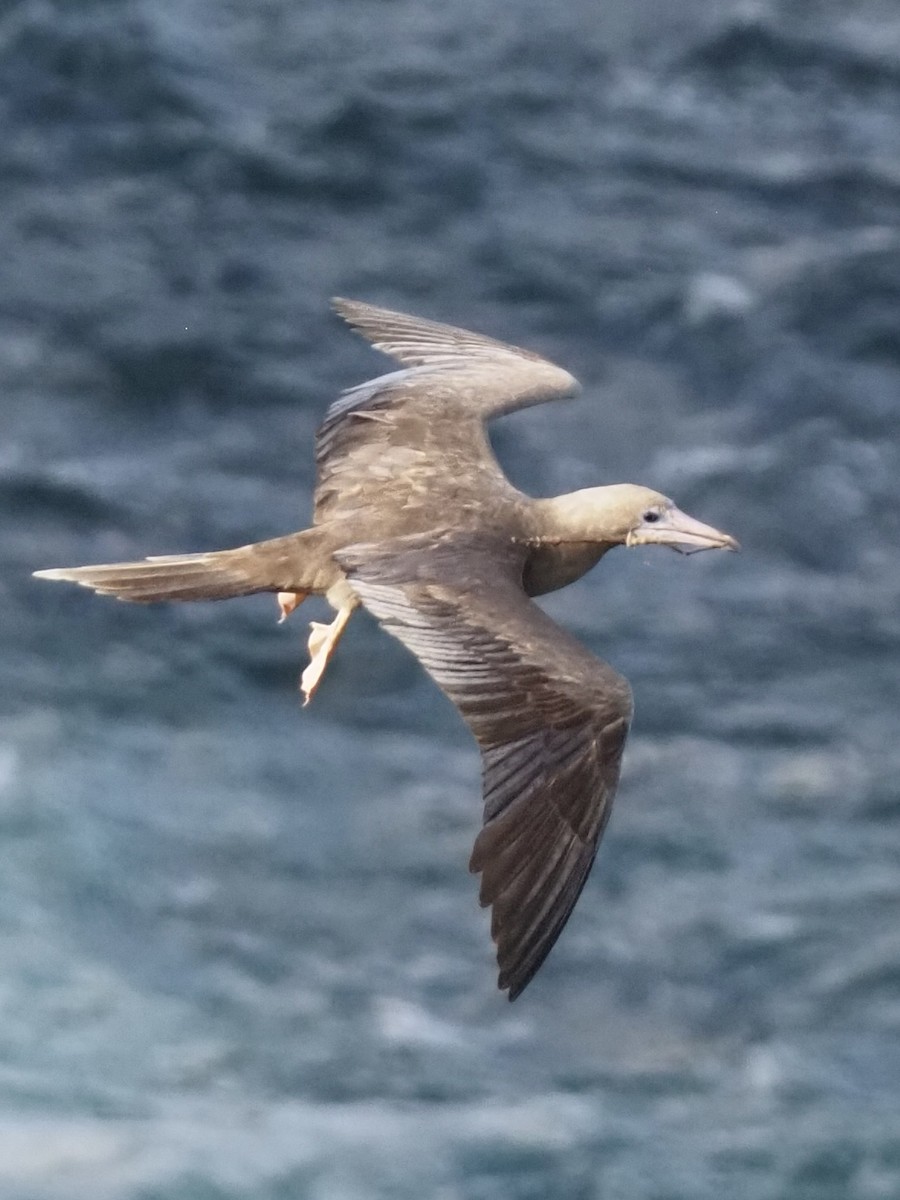 Red-footed Booby - ML647552647