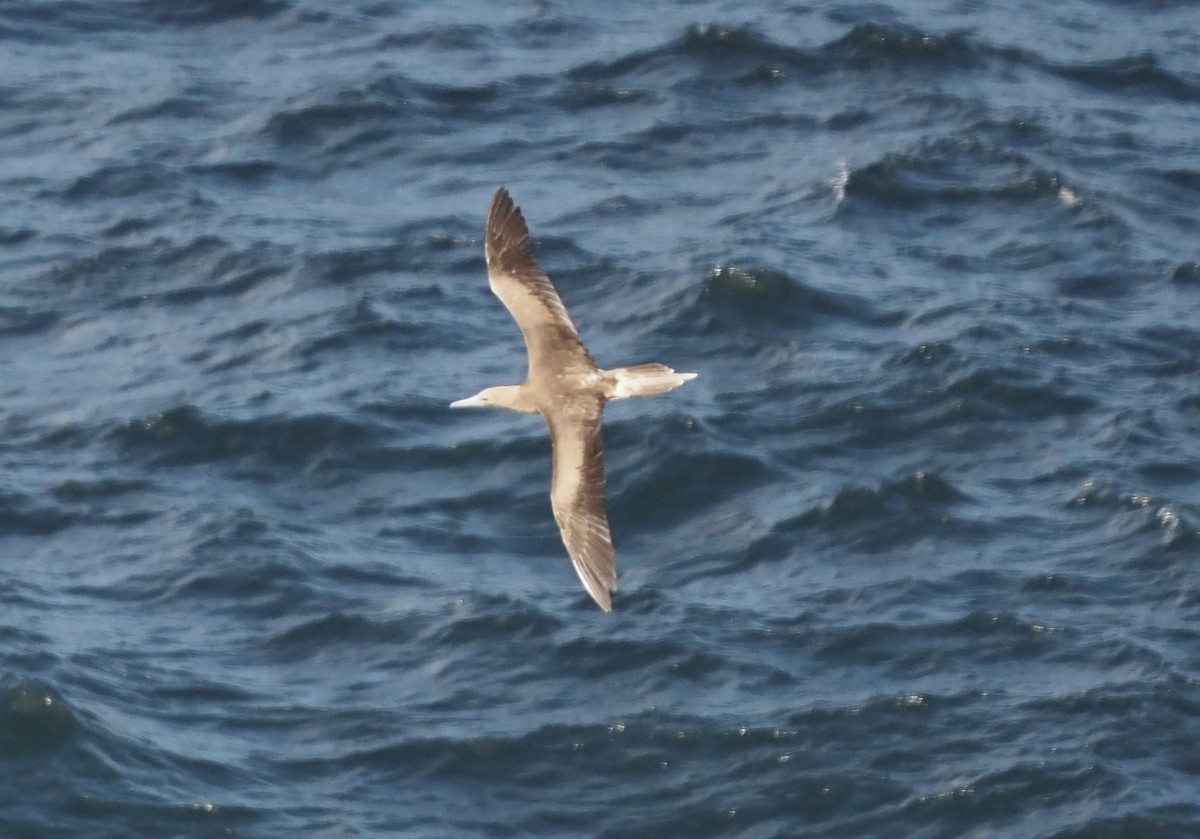 Red-footed Booby - ML647552648