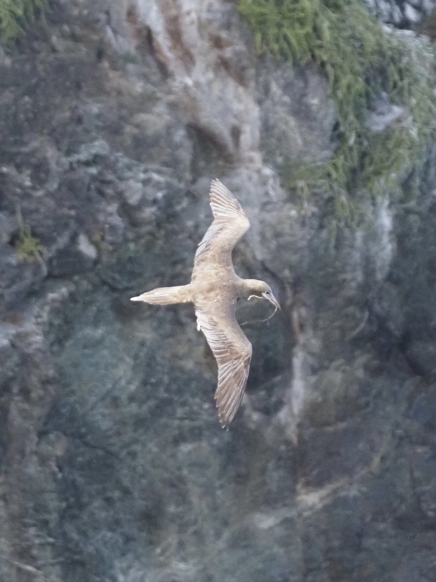 Red-footed Booby - ML647552649