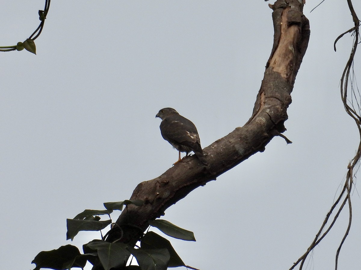 Chinese Sparrowhawk - ML647552650